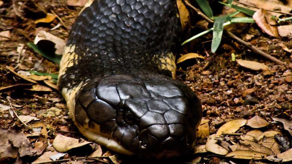 Closeup shot of king cobra on ground