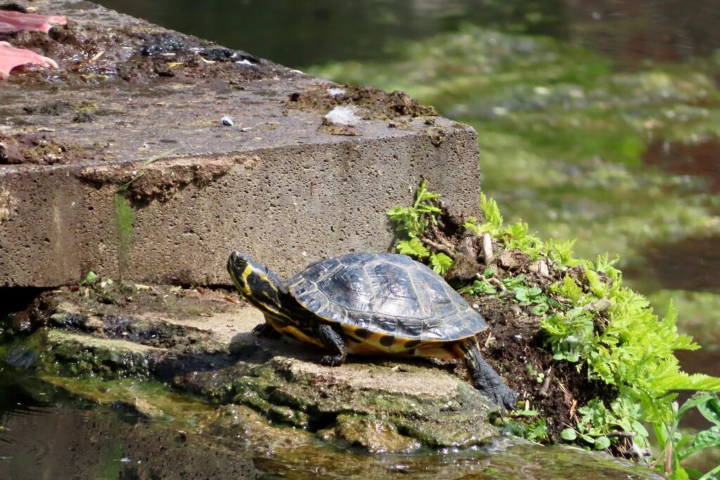 A turtle rests on a cement wall beside a tranquil pond, basking in the sun and enjoying its serene surroundings.