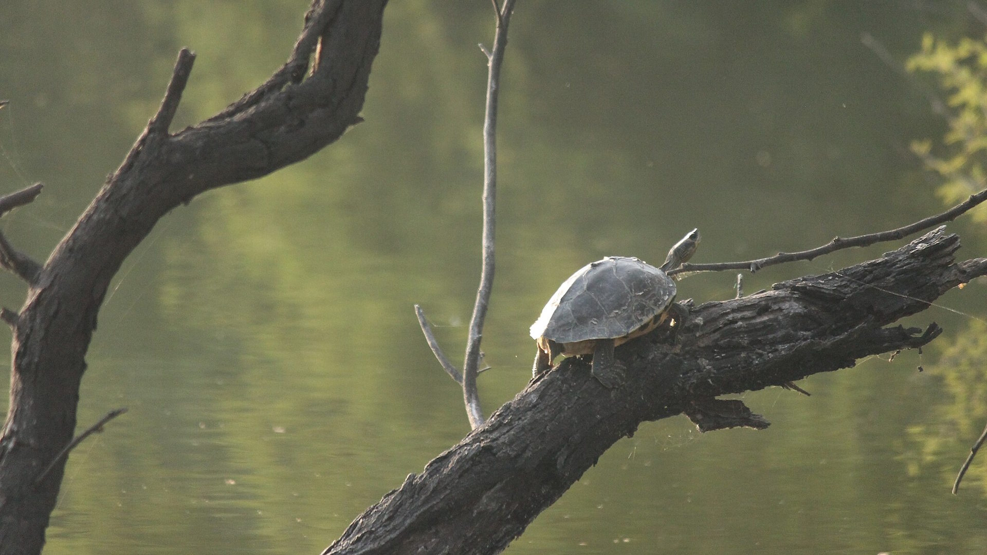 How Some Turtles Can Climb Trees – A Rare but True Skill