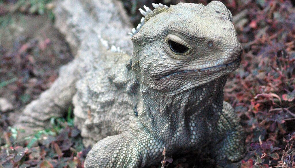 Close-up of a tuatara, a reptile with rough, textured skin and small spines along its back, resting on the ground
