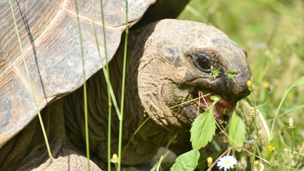 Detailed view of a tortoise munching on grass and wildflowers in a natural setting.