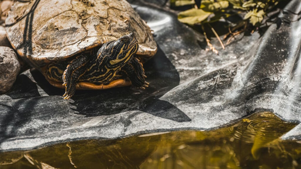 A turtle basks in the sun on a rocky edge by a calm pond.