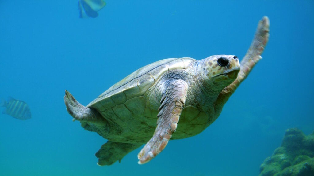 A sea turtle gracefully swimming underwater in the clear blue ocean, surrounded by fish.