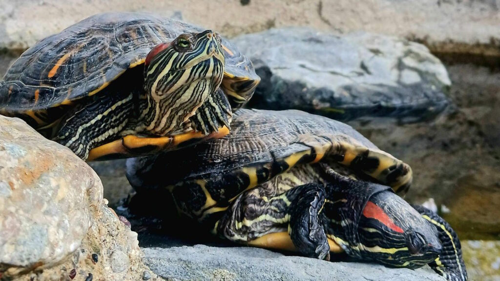 Two turtles basking in sunlight inside a secure enclosure