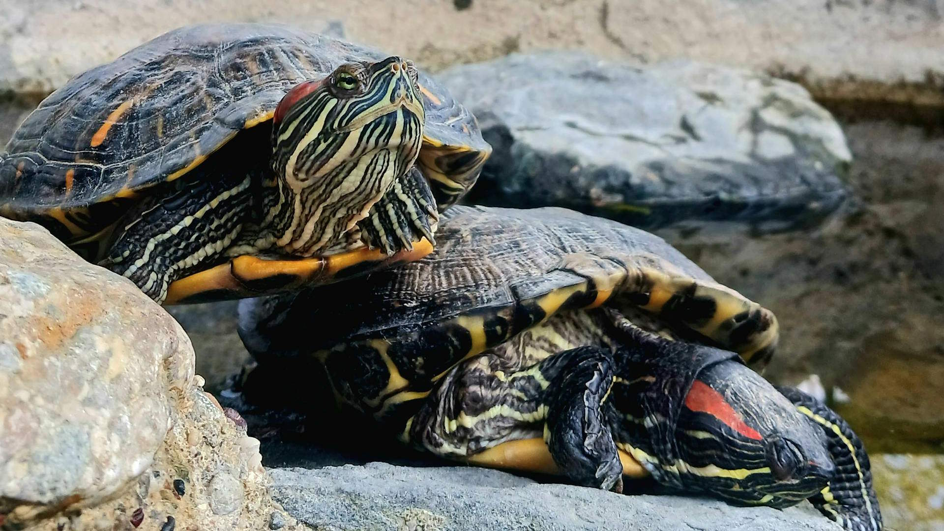 Two turtles basking in sunlight inside a secure enclosure
