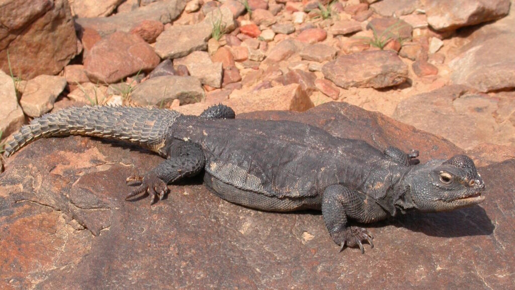 A spiny-tailed lizard (Uromastyx dispar flavifasciata) resting on a sunlit rock in a rocky desert environment.