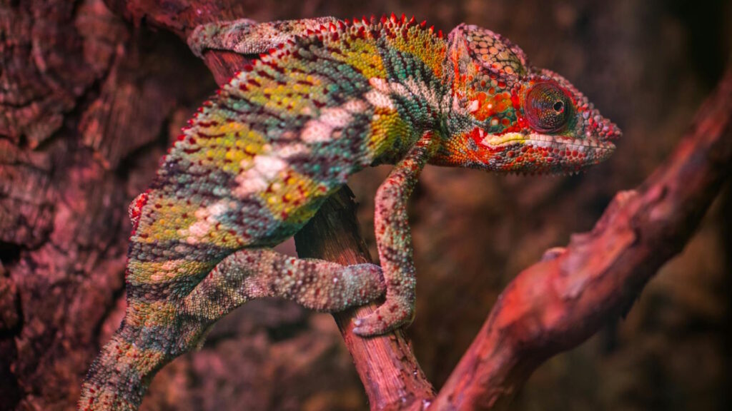 A vibrant chameleon blends into a tree branch, showcasing its colorful scales outdoors.