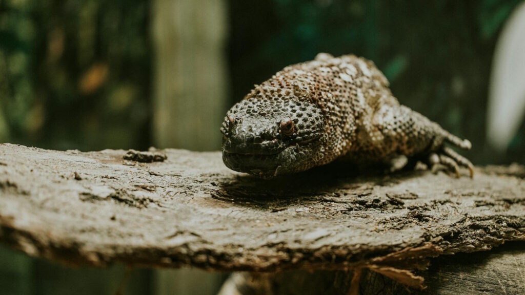 Detailed close-up of a Gila monster on a log in a zoo terrarium setting.