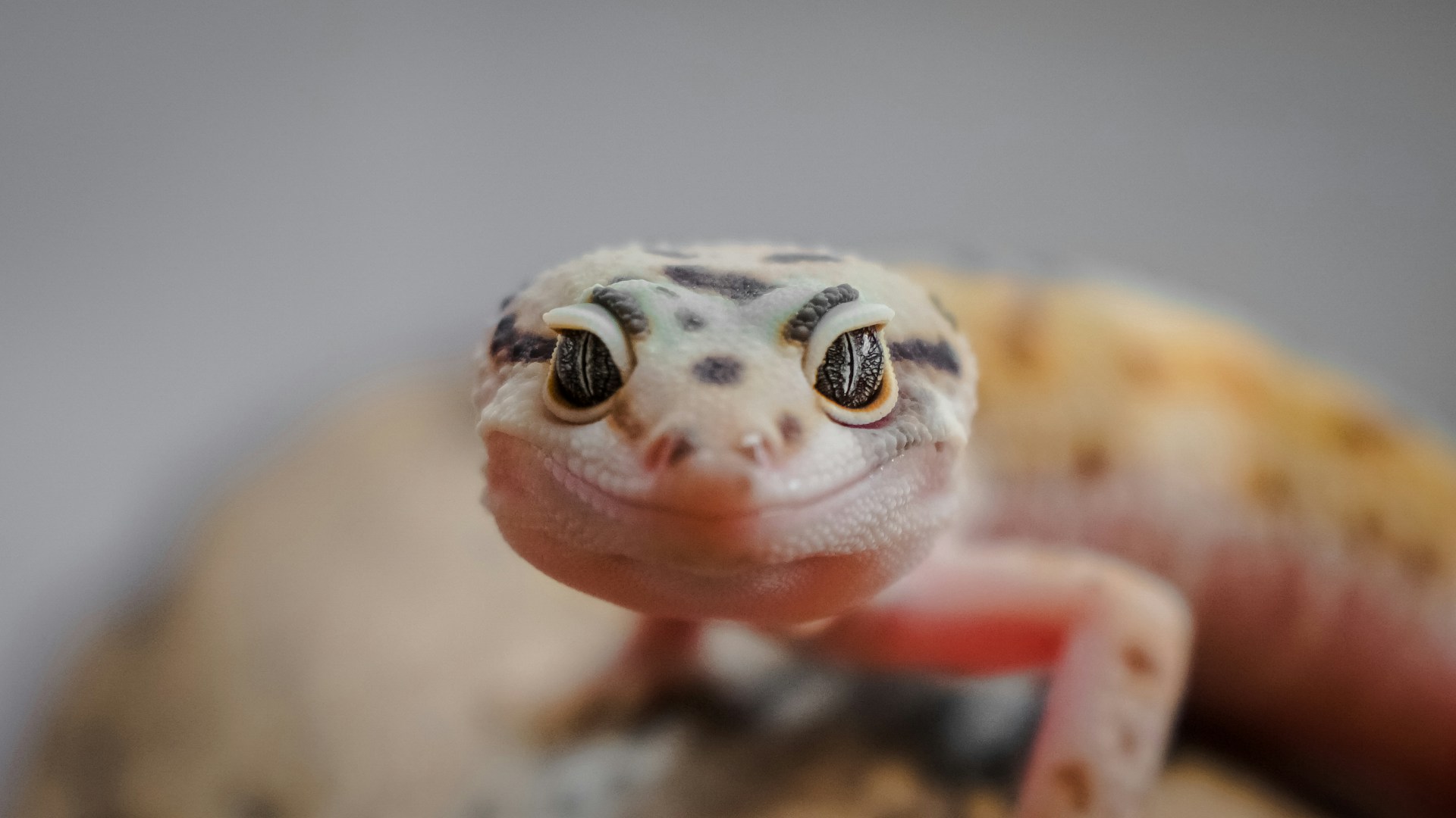 A close-up of a smiling gecko, showcasing its vibrant colors and cheerful expression.