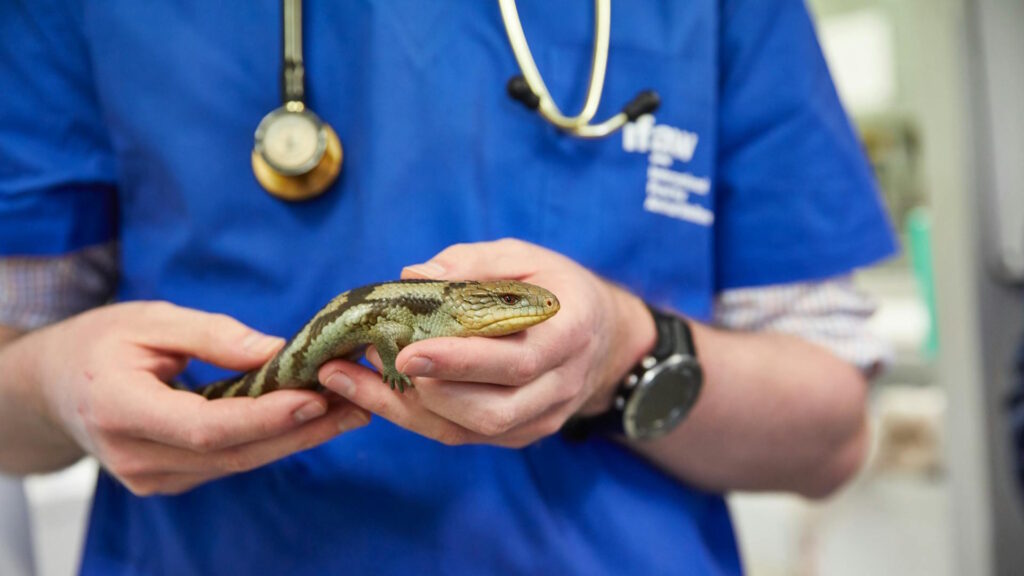 A veterinarian gently holds a blue-tongued lizard while examining it for potential health issues