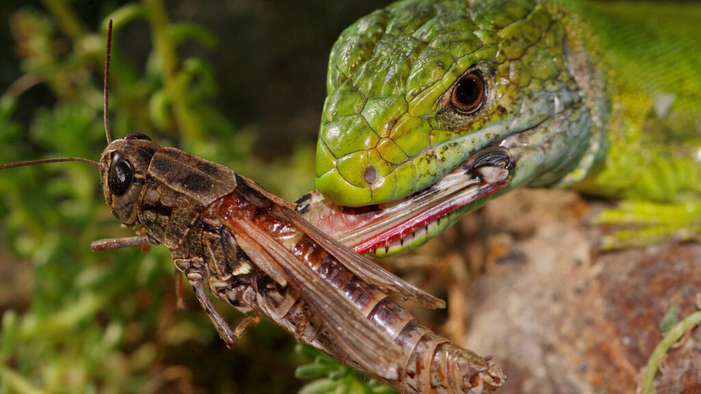 Western green lizard eating a grasshopper, highlighting the need for varied, gut-loaded insects in the diet of insectivorous reptiles.