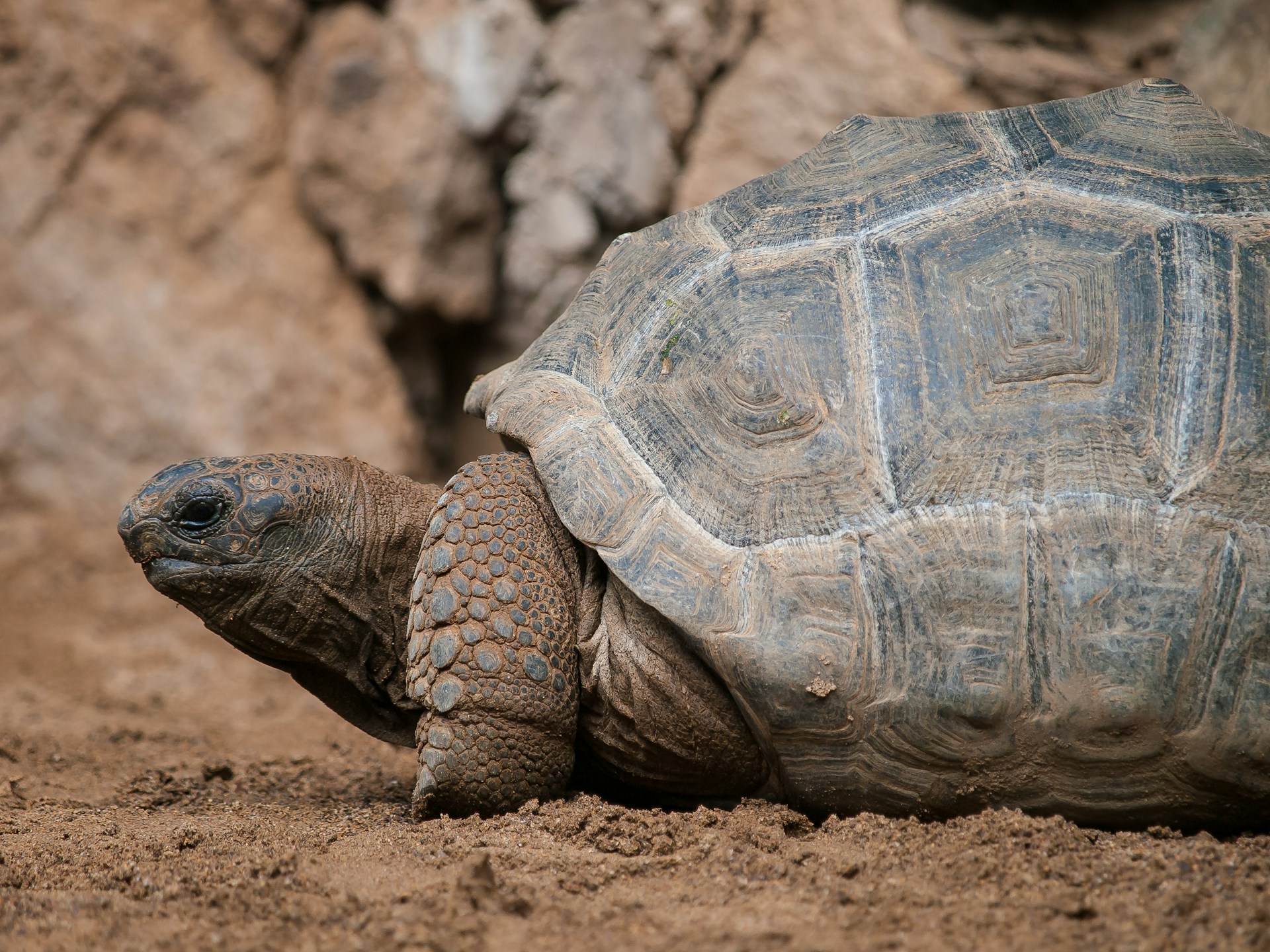 A large tortoise ambles across the ground, its shell glistening in the sunlight as it explores its surroundings.
