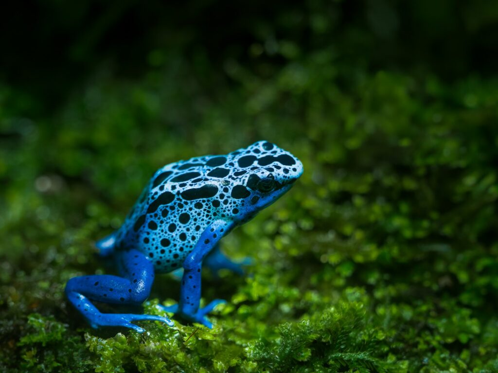 A vibrant blue and black frog with distinctive white spots, resting on a green leaf in its habitat.
