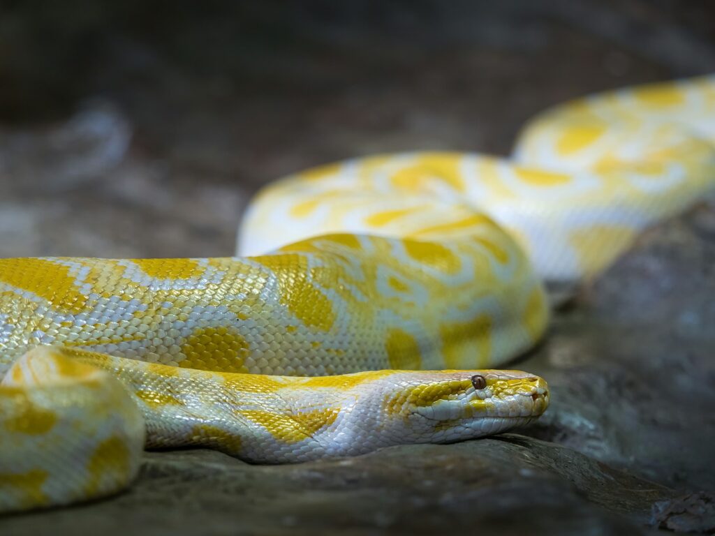 A striking yellow and white snake rests on a textured rock, blending nature's colors in a serene outdoor setting.