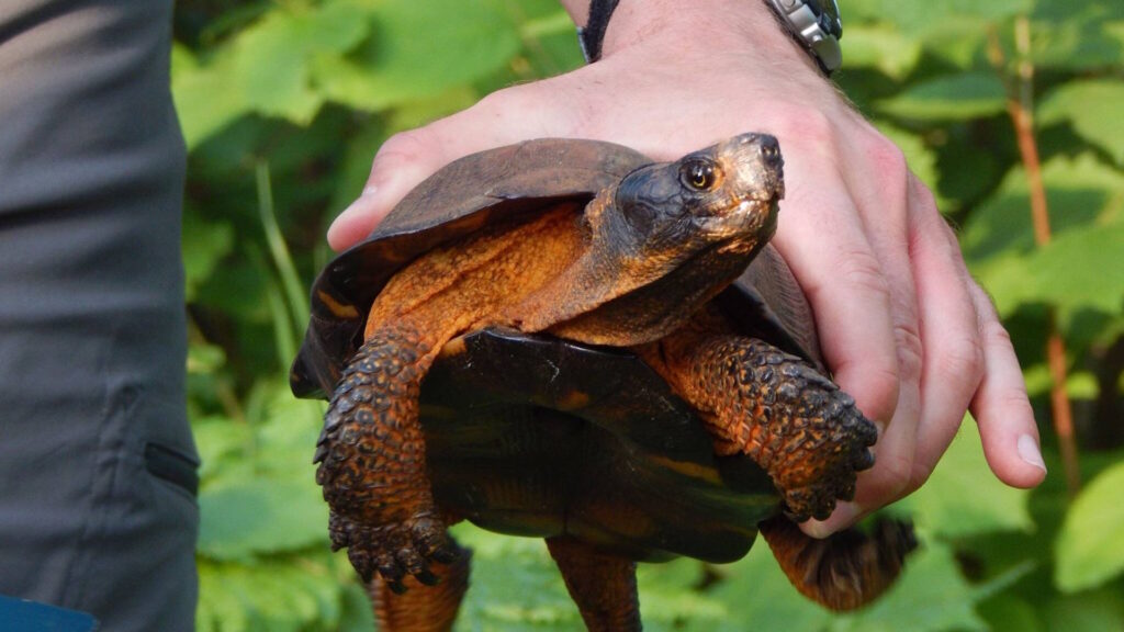 A person holds a wood turtle (Glyptemys insculpta) with a dark, ridged shell and brightly colored orange and yellow skin on its legs and neck