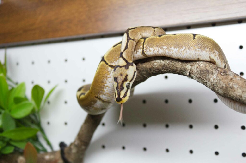 A snake that is sitting on a branch