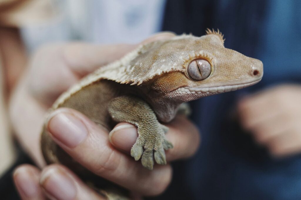 A small lizard sits in a person's hand, revealing its unique texture and vibrant colors against the skin.