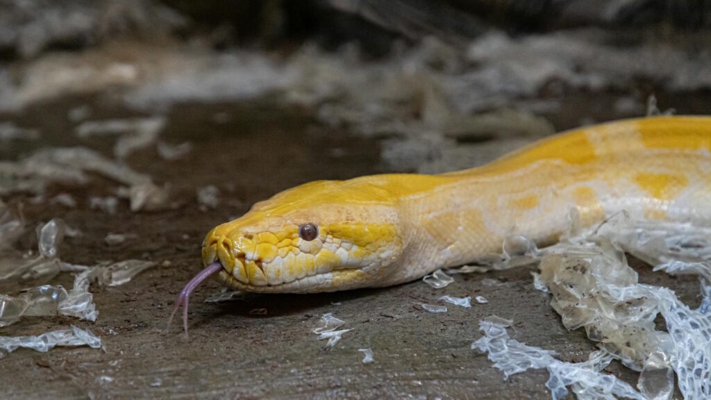 Close-up of a Python Shedding its skin