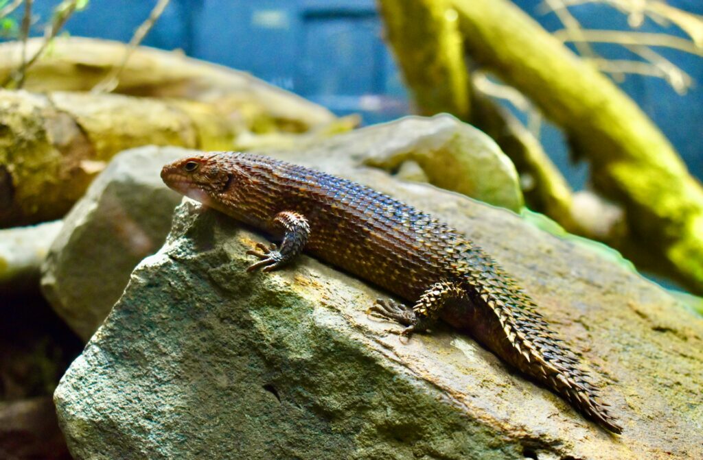 A Cunningham's spiny-tailed skink moving across a rock.