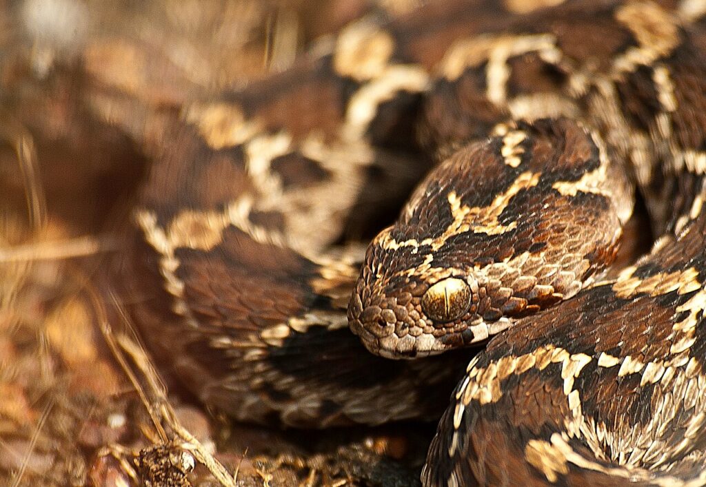 Saw Scaled Viper