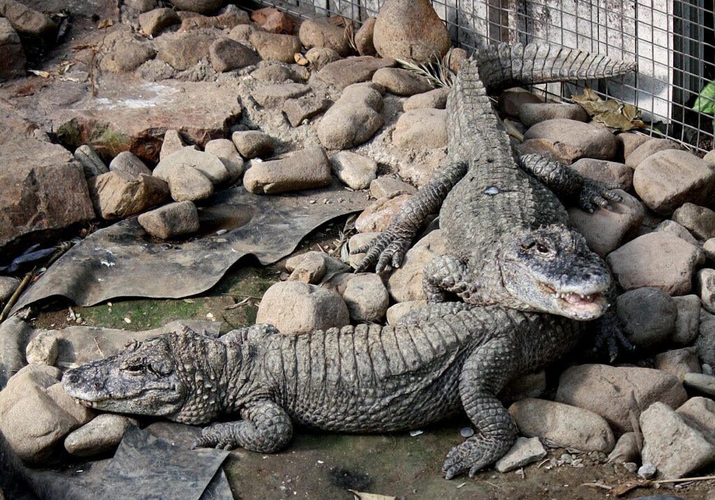 Chinese alligators in Shanghai Zoo