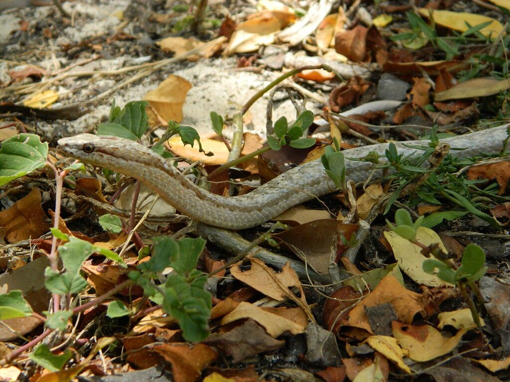 Antiguan Racer (Alsophis antiguae)