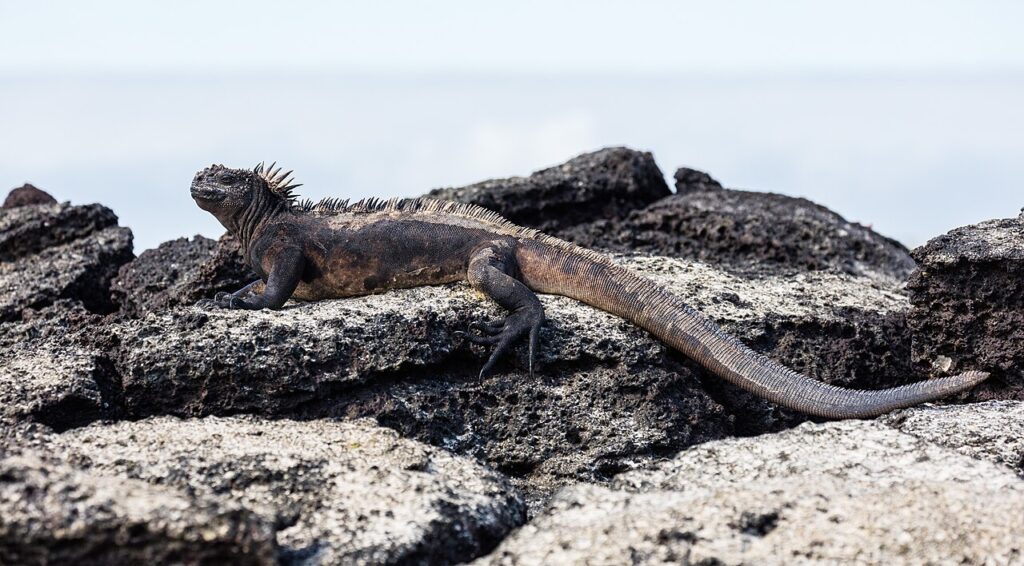 A marine iguana sunbathing on rocky terrain, showcasing its unique features and natural habitat.