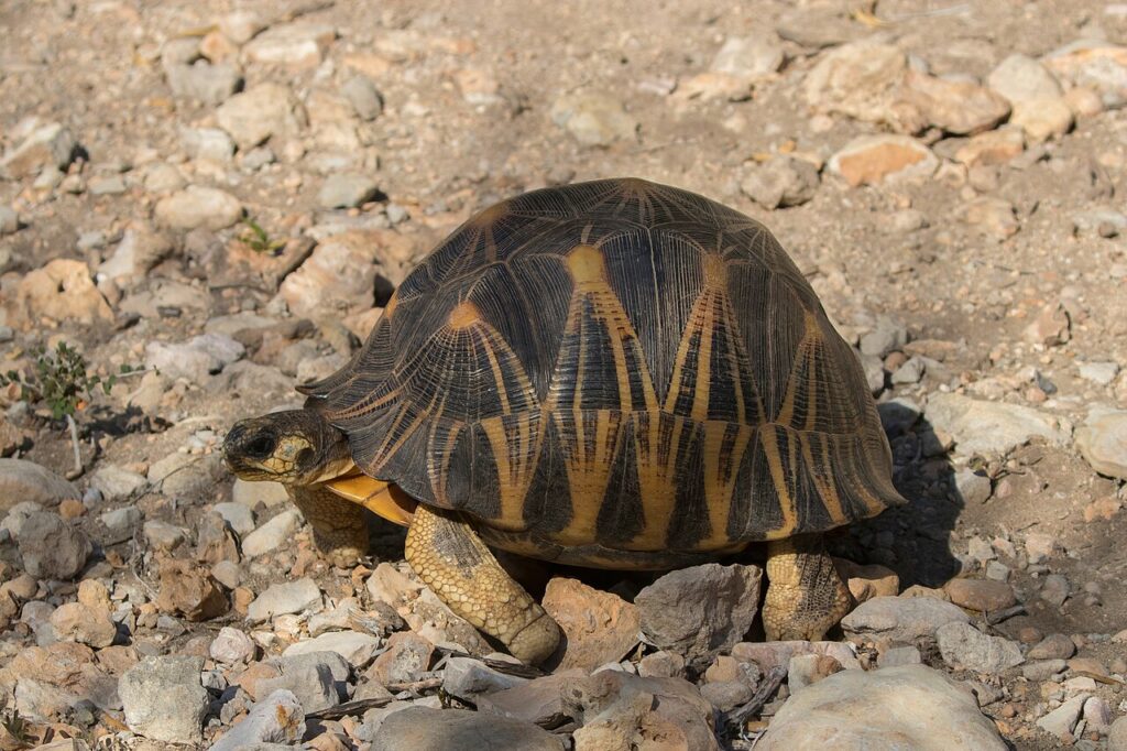 A turtle slowly walking on the ground, showcasing its textured shell and determined movement.