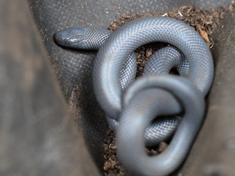 A curled snake rests in the dirt, blending into its earthy surroundings with its scales and posture.