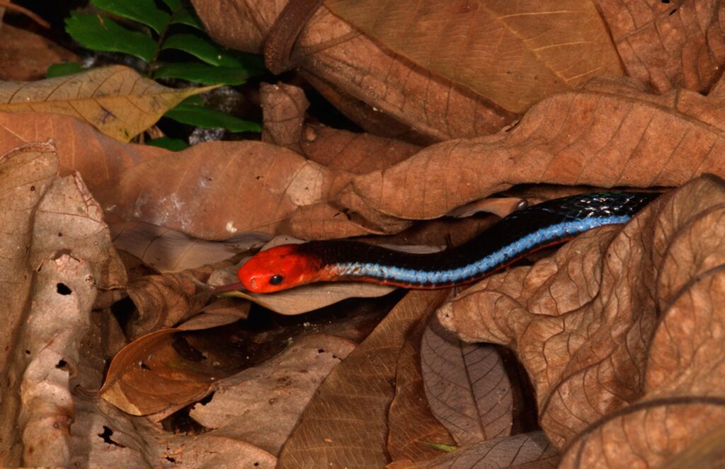 A striking red and blue snake adorned with bold black stripes, coiled gracefully on a branch.