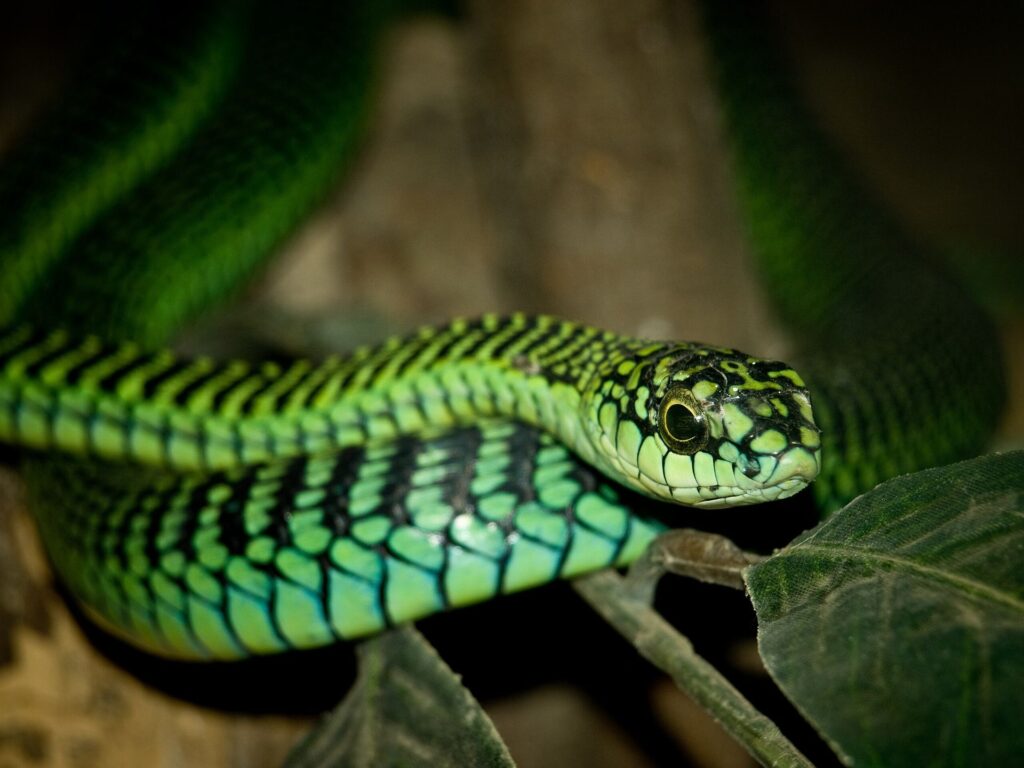 A vibrant green snake adorned with striking black and blue stripes slithers gracefully through its natural habitat.