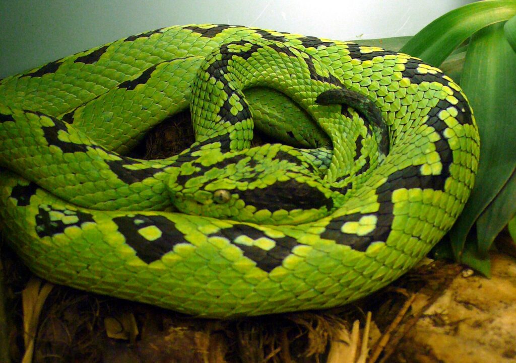 A green snake coiled on a log, blending with the natural surroundings in a serene forest setting.