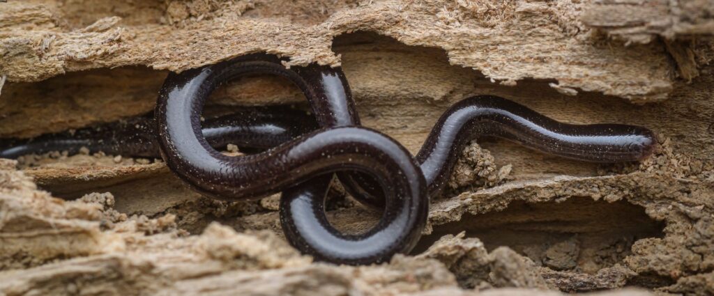 A black snake partially concealed in the dirt, blending seamlessly with its surroundings.