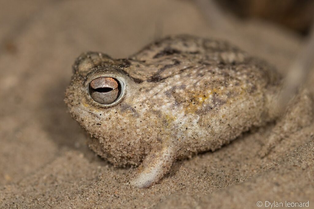 A small frog with closed eyes resting on the sand, blending into its natural environment.