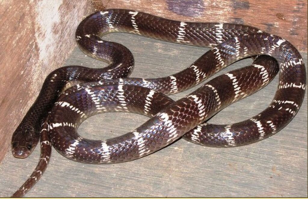 A brown and white striped snake with a distinct black head, coiled on a branch in a natural setting.