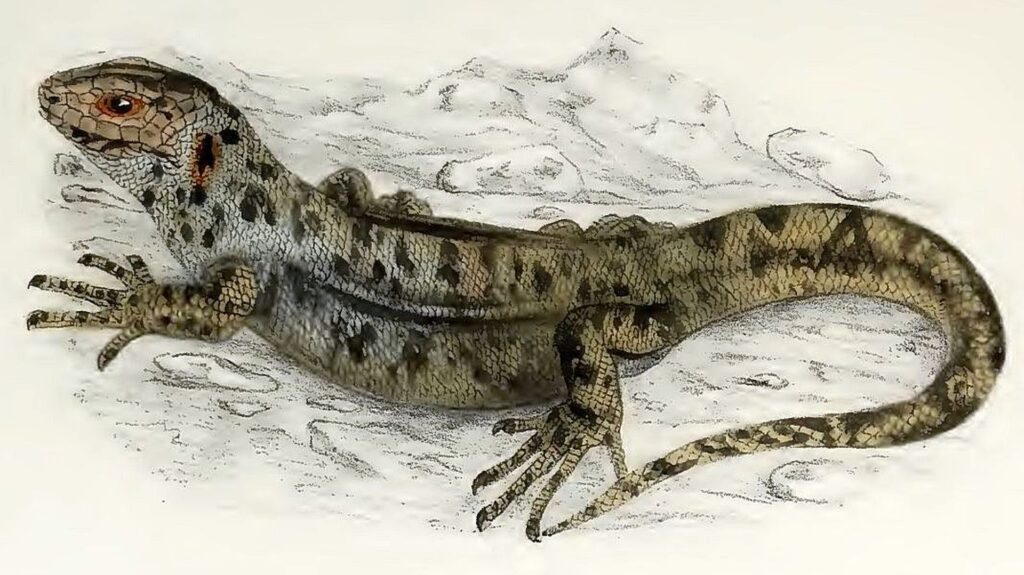 An artistic representation of a lizard against a stark white backdrop, highlighting its intricate patterns and colors.