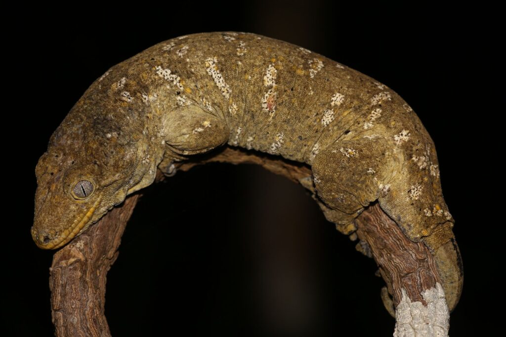 A Caledonian Giant Gecko perched on a branch, showcasing its textured skin and vibrant coloration.