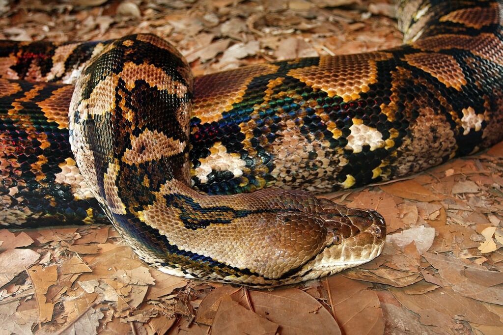 Carpet Snake