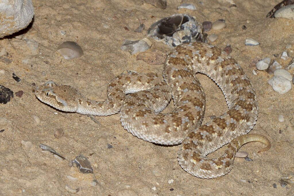 A snake slithers across the ground, blending into its natural surroundings with its patterned scales.