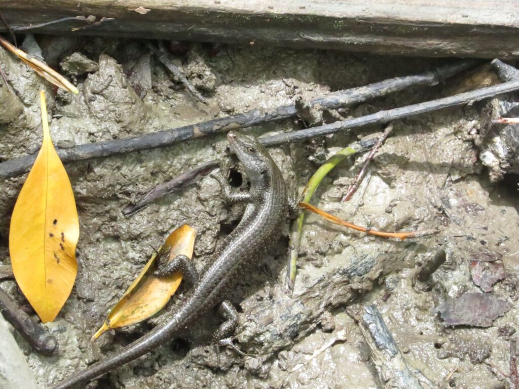 A Christmas Island Whiptail-Skink resting on the ground beside a stick, showcasing its distinctive coloration and texture.