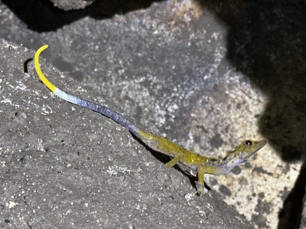 A small lizard with a vibrant yellow tail is walking across a textured rock surface.