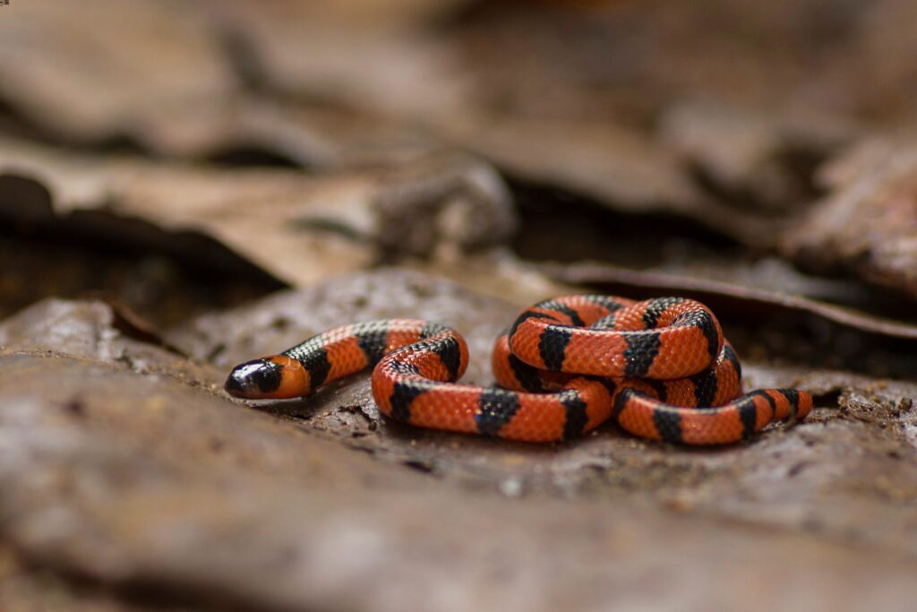 A striking red and black snake slithers across the ground, showcasing its vibrant colors against the earthy backdrop.
