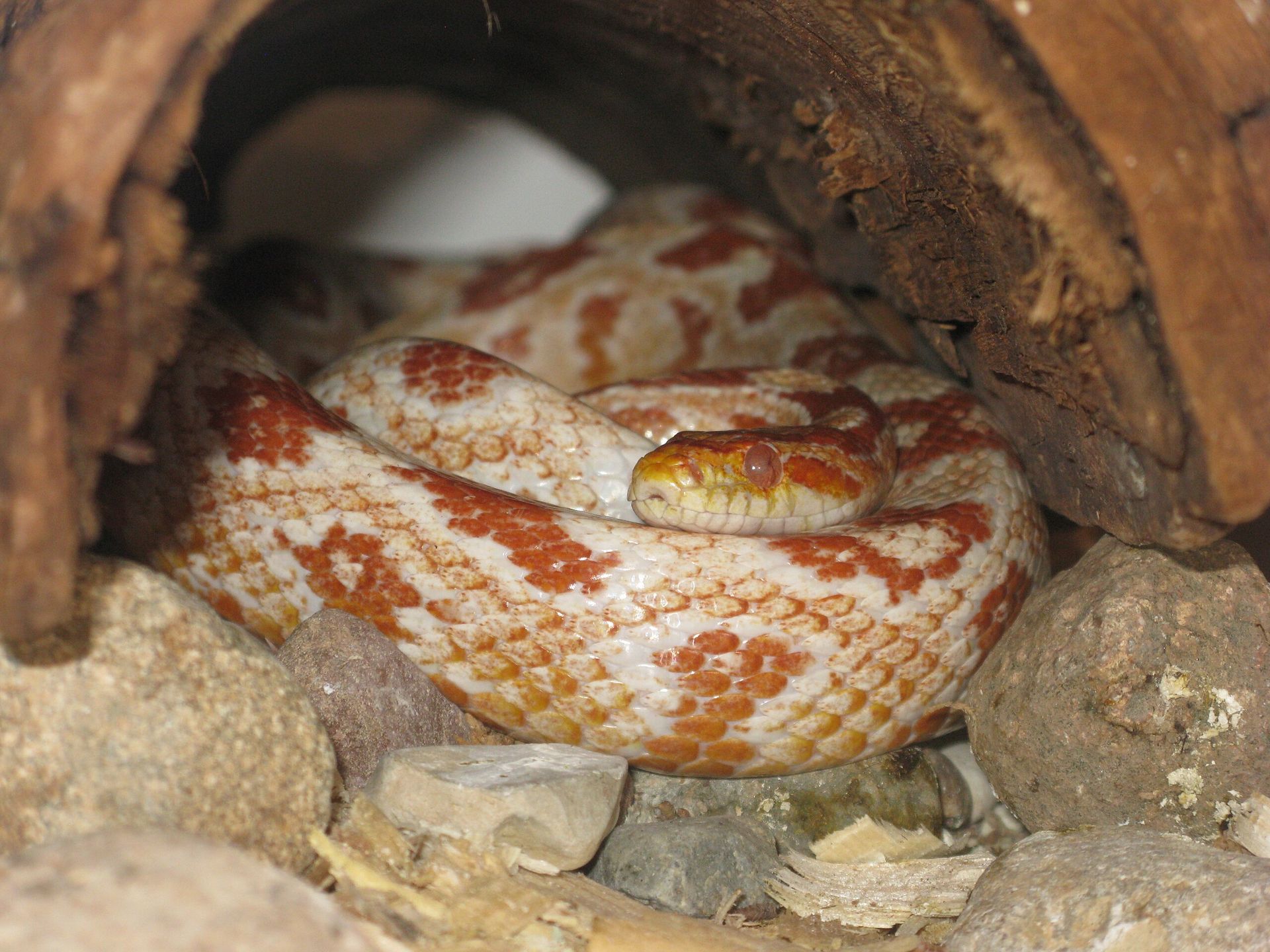 Corn Snake Care Creating the Perfect Habitat – Reptilekingz