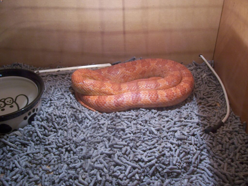 A snake curled up in a cage, its patterned scales visible as it relaxes on a bed of substrate.