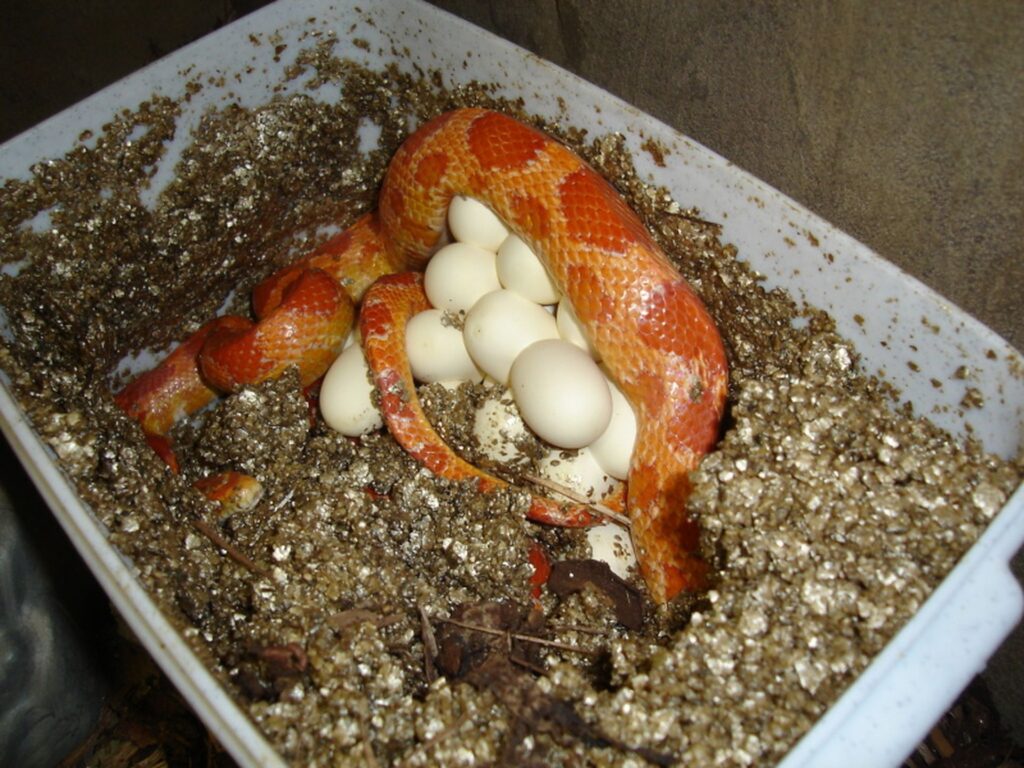 A snake coiled around eggs nestled in a dirt-filled container, showcasing a natural habitat for reptilian life.