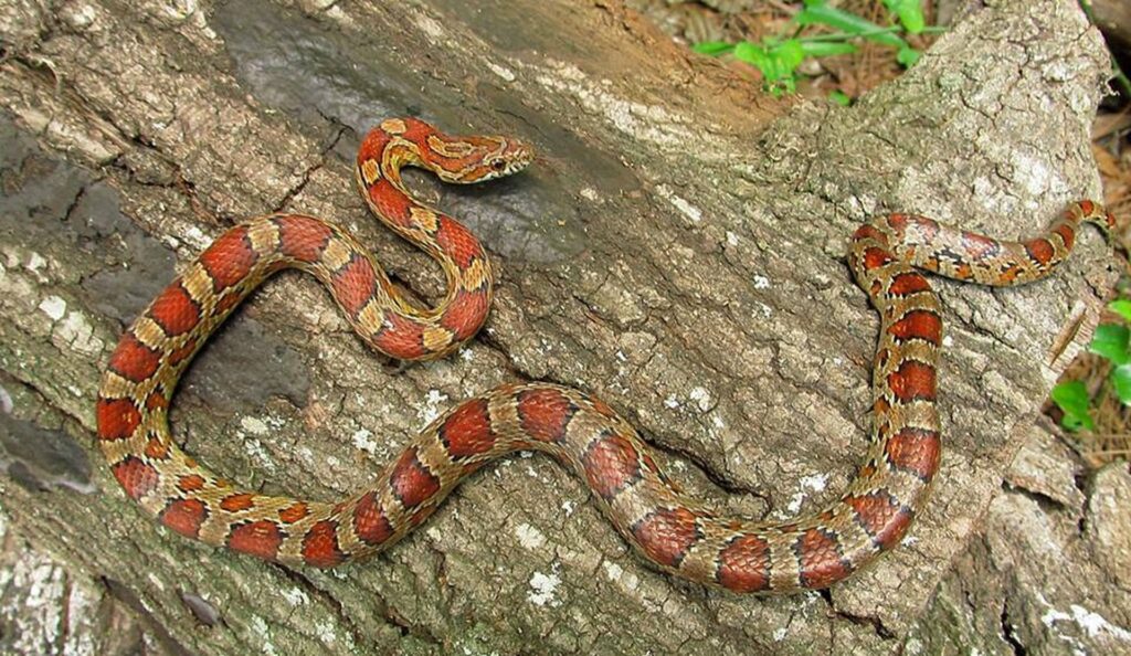 A vibrant red and orange snake rests on a tree branch, blending with the natural surroundings.