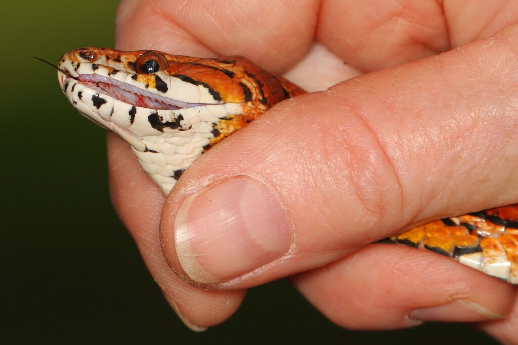 A person gently holds a snake in their hand, showcasing a close interaction with the reptile.
