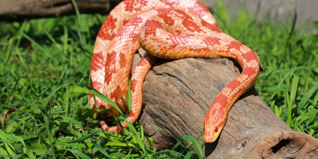 A red and white snake rests on a log surrounded by lush green grass, blending into its natural habitat.