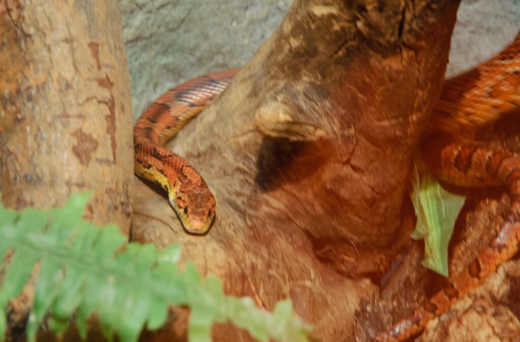 A snake rests on a tree branch, blending into the foliage with its scales glistening in the dappled sunlight.