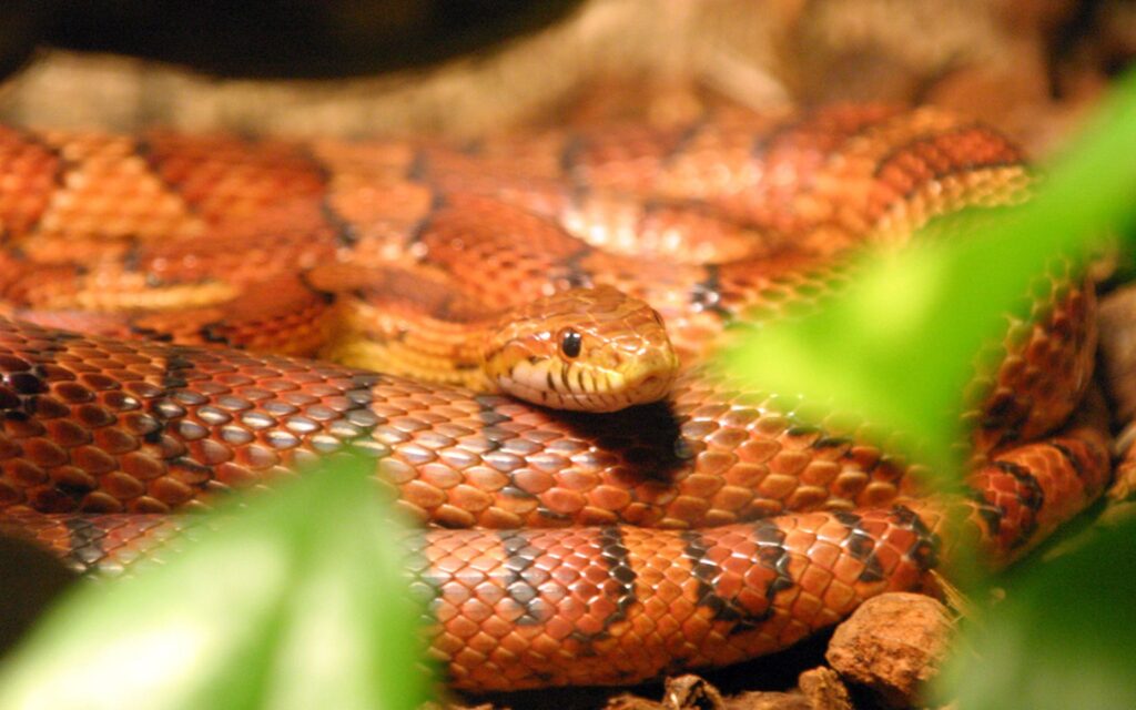 A striking red and black snake lies on the ground, blending with its natural surroundings while displaying its vivid hues.